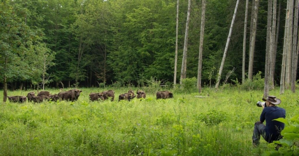 Rezervația Naturală Vânători-Neamț – Ținutul Zimbrului